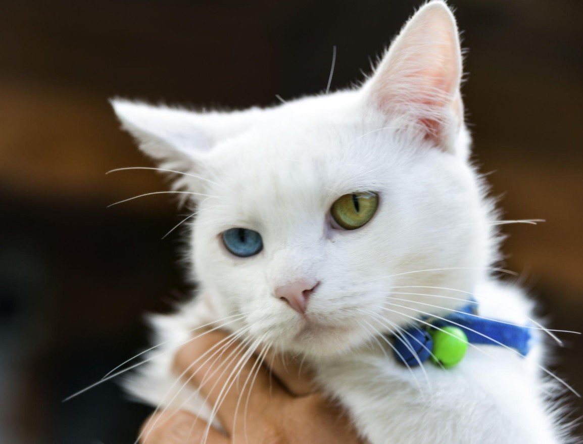 8 Best Hypoallergenic Cat Breed for Allergies (of 2023) 6 Japanese Bobtail